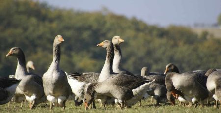 Des oies au milieu d'un pré