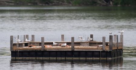 Des radeaux flottants pour aider les oiseaux à nidifier