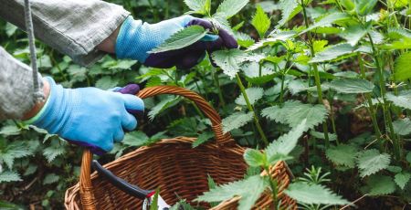 orties plantes sauvages