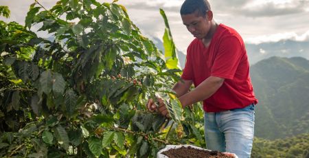 Un homme dans une plantation de café.