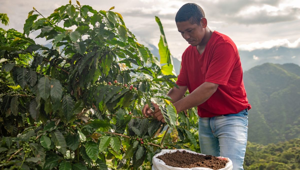 Un homme dans une plantation de café.