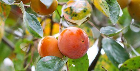 La Pépini’ère des Comestibles : entre agroforesterie, jardin-foret et syntopie