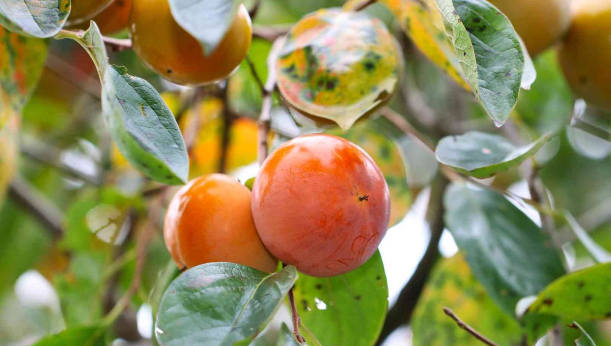 La Pépini’ère des Comestibles : entre agroforesterie, jardin-foret et syntopie