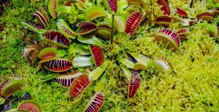 plantes carnivores