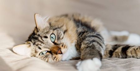 comment soigner naturellement chat et chien