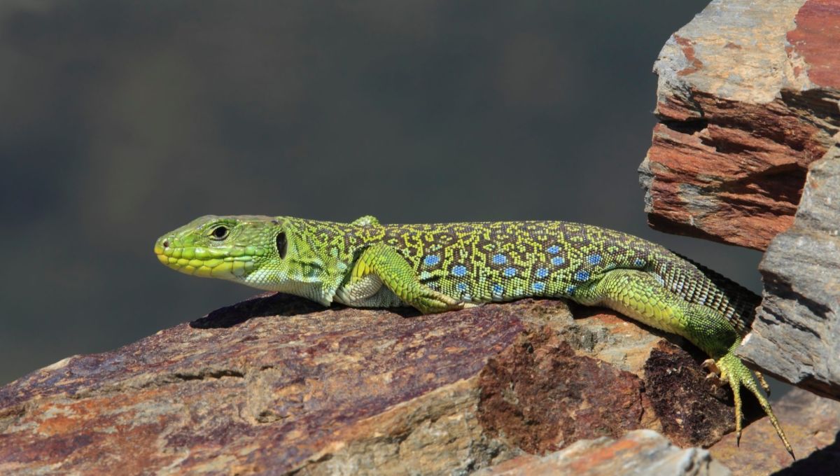 Un lézard ocellé sur une pierre.