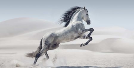Un cheval blanc dans le sable.