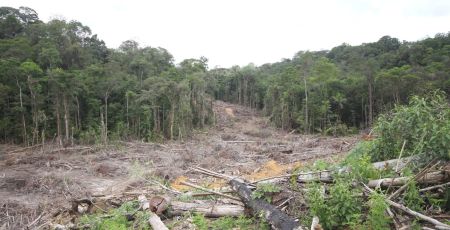 déforestation amazonie