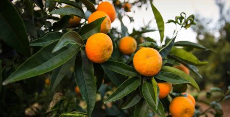 La clémentine sur son arbre avant la récolte