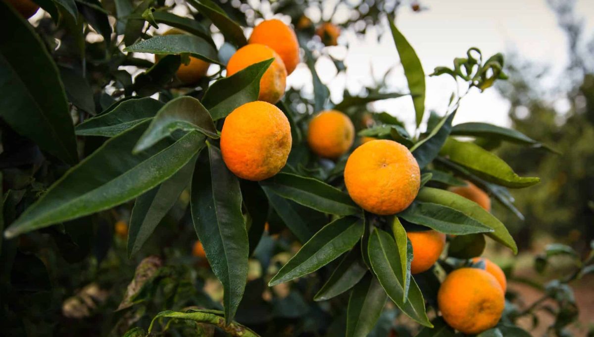 La clémentine sur son arbre avant la récolte