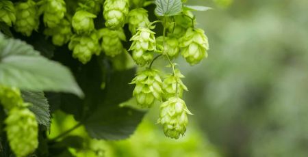 plant de houblon servant à la fabrication de la bière