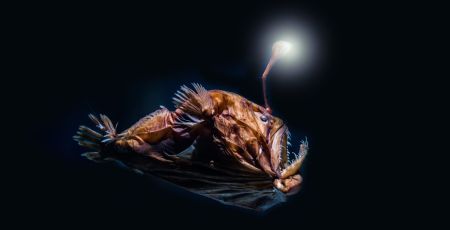 poisson des abysses