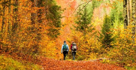 Personnes se baladant dans une forêt d'automne
