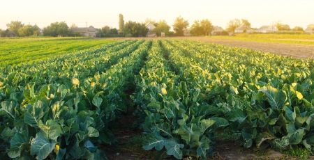 Auvergne-Rhône-Alpes : Un réseau d’Amap grandissant pour manger mieux.