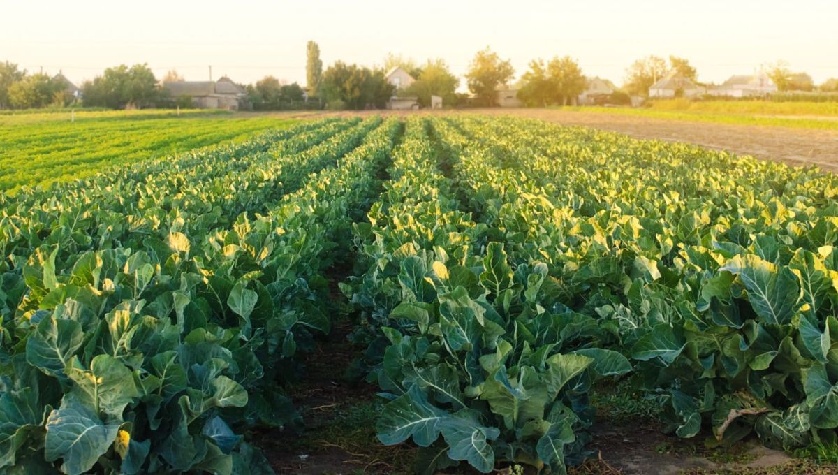 Auvergne-Rhône-Alpes : Un réseau d’Amap grandissant pour manger mieux.