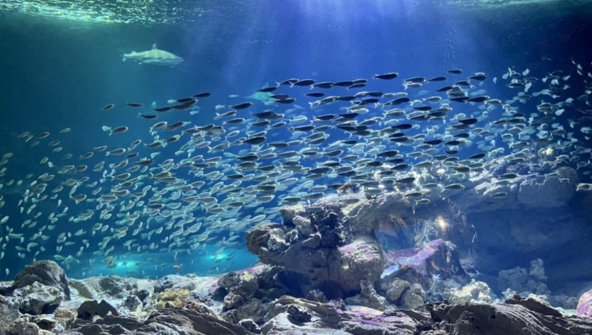 Aquarium_Paris.jpg