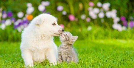 CHIOT CHATON HERBE