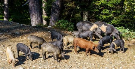 Corse : La famille Oppo, bergers de père en fille