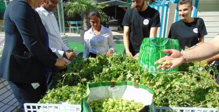 La culture de houblons pour la bière Bog à Lyon