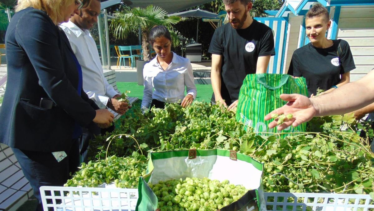 La culture de houblons pour la bière Bog à Lyon