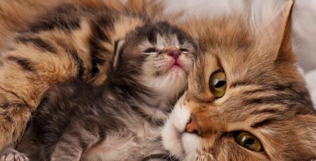 CHATONS_MAMAN.jpeg