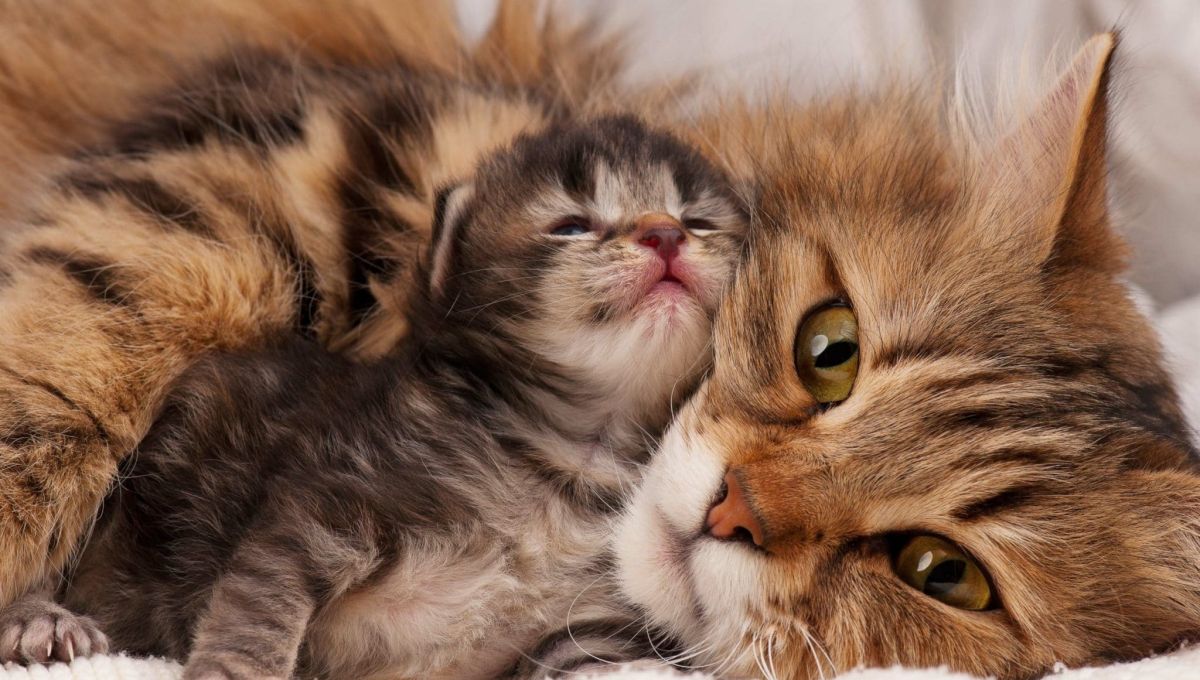 CHATONS_MAMAN.jpeg
