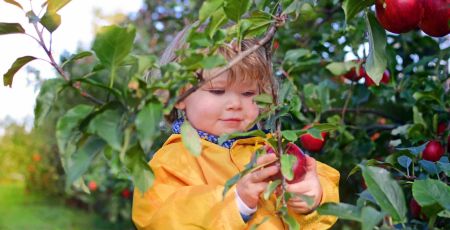 Les cueillettes Chapeau de Paille fêtent la pomme en septembre !