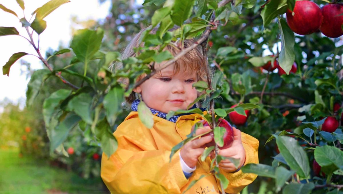 Les cueillettes Chapeau de Paille fêtent la pomme en septembre !