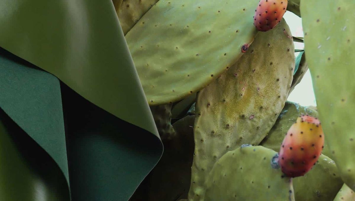 CUIR DE CACTUS