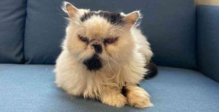 Chat vieux de 15 ans dans un Ehpad