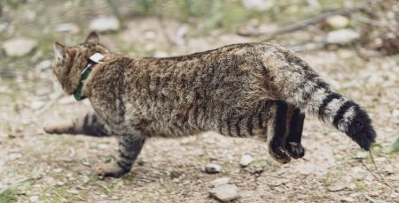 Chat renard en Corse bientôt reconnu