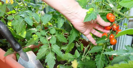 Votre potager peut-il vous permettre de faire de grosses économies ?