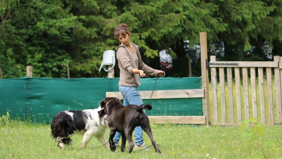chiens éducatrice dressage jura Marine