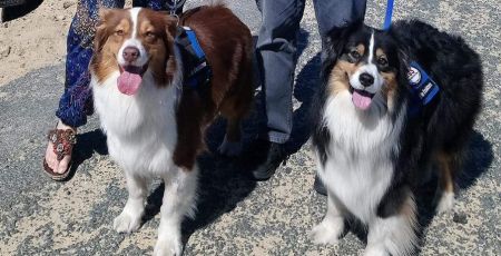 Chiens du silence