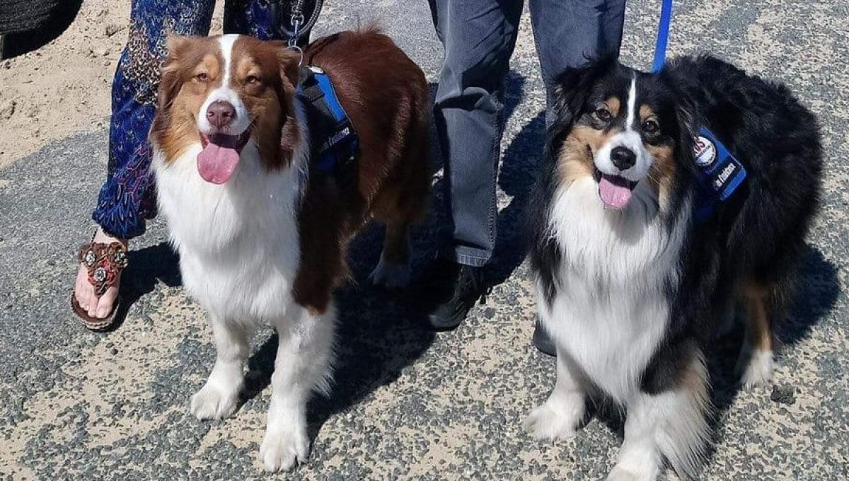 Chiens du silence