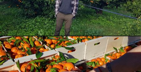 Clementine_Corse.JPG