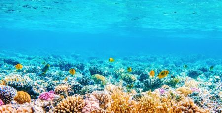 corail poisson mer bleue