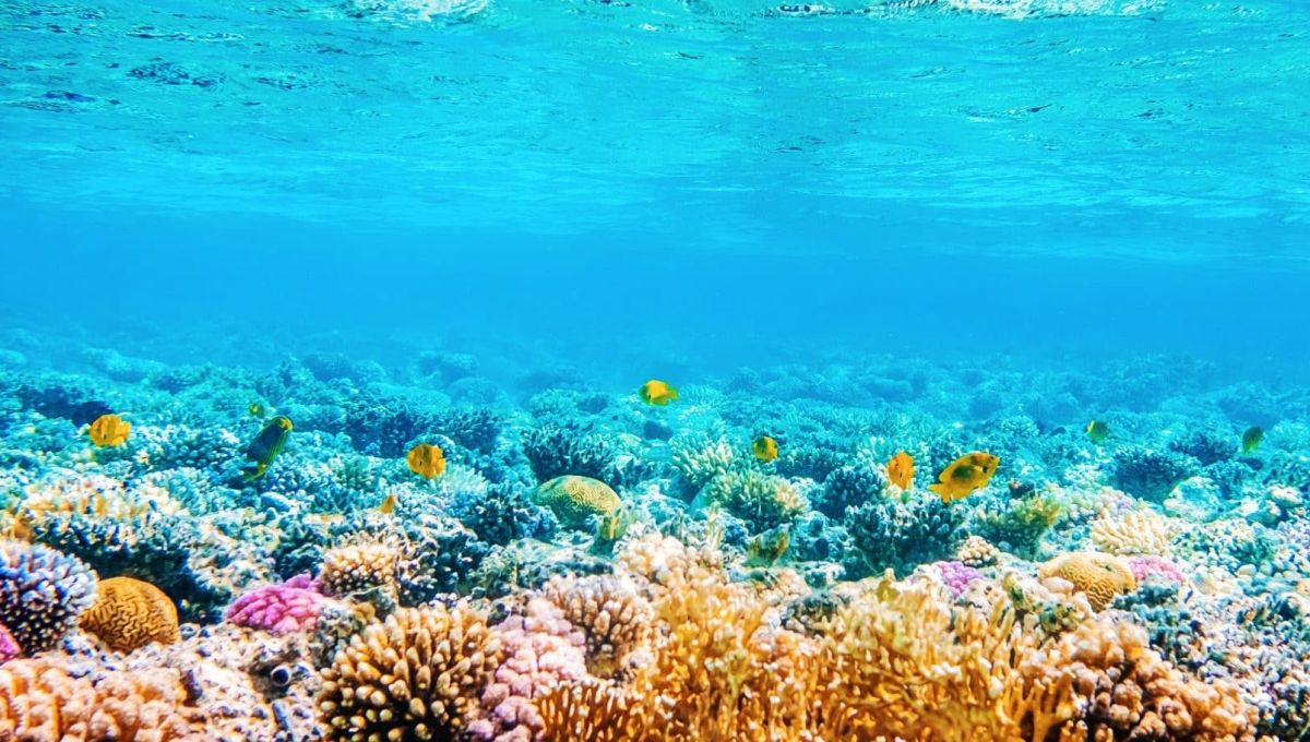 corail poisson mer bleue