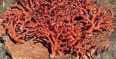 Corail_rouge_Corse.jpg