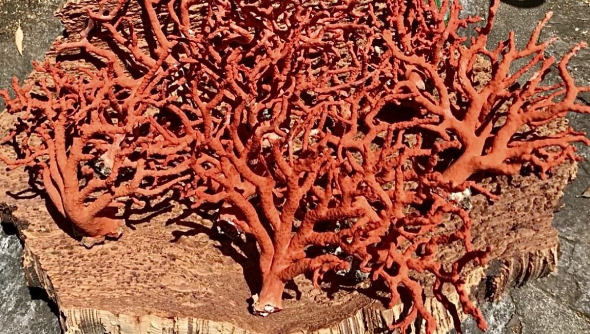 Corail_rouge_Corse.jpg