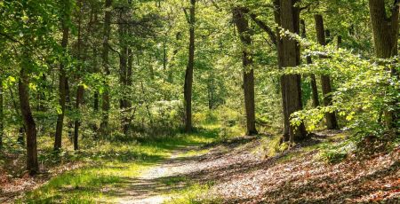 Une forêt
