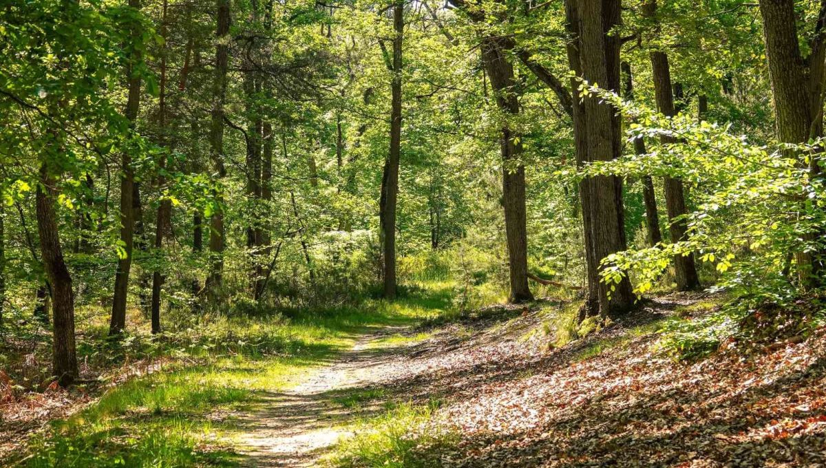Une forêt