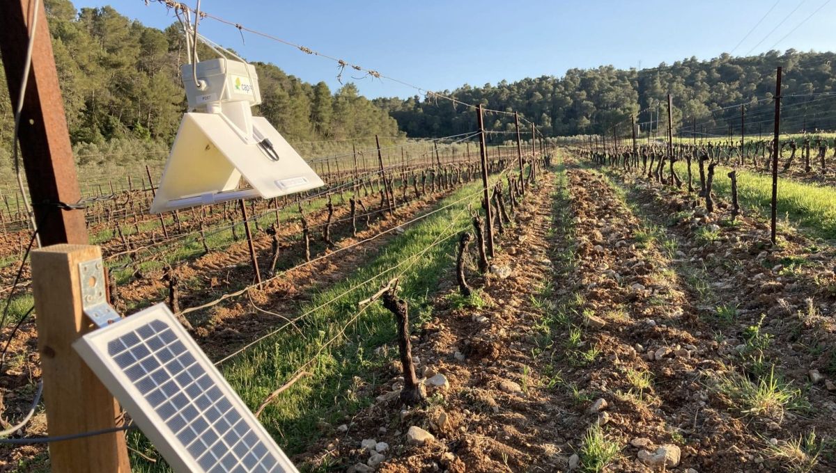 Vigne Viticulture Station météo