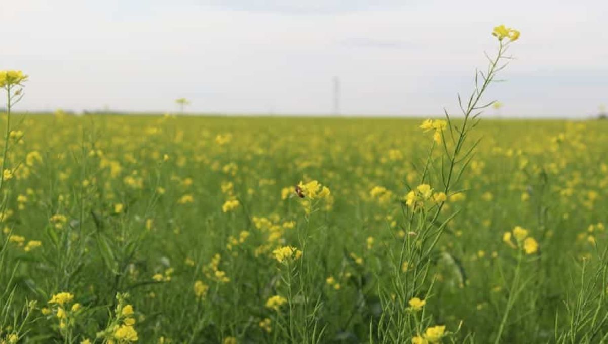 Un champ fleuri de moutarde