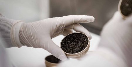 Le caviar français s'impose comme la nouvelle référence mondiale