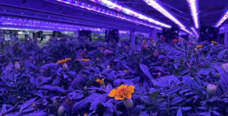 Dans les Yvelines, toutes sortes de plantes et légumes dans une ferme souterraine