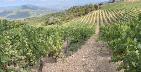 Les vignes de Torraccia en Corse, entre mer et montagne