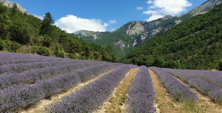 La Distillerie des 4 Vallées, une histoire familiale autour de la lavande