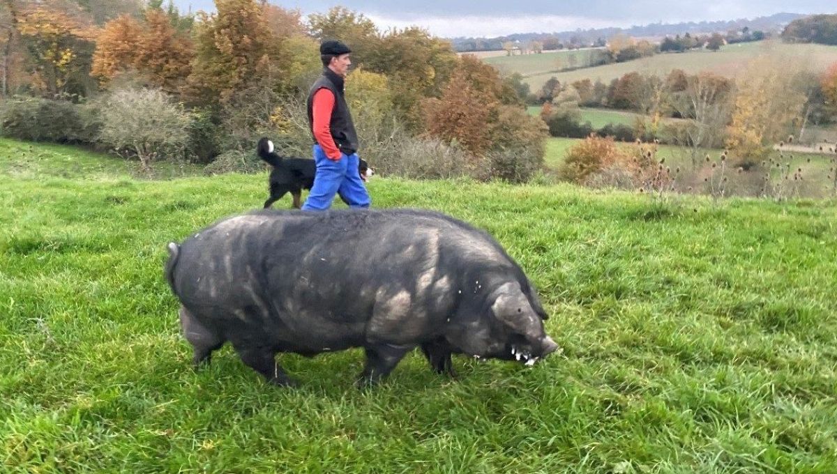 Sud-Ouest : la ferme familiale des frères Clément et Antoine Dupont 