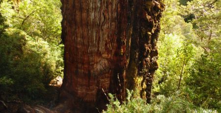 enorme tronc d'un vieil arbre